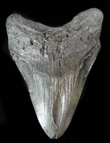 Fossil Megalodon Tooth - South Carolina #38733